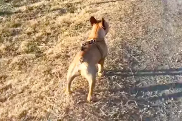 兄犬が亡くなり、食事もとれないほど落ち込んだ妹犬→毎日のように兄を探して…奇跡のような『素敵な物語』が10万再生「運命」「しあわせに」