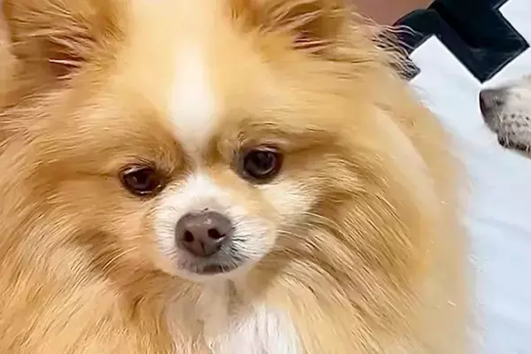 家に『お友達ワンコ』が遊びにきた結果→想像以上にくつろいでいて…愛犬が見せた『ドン引きの表情』に反響「人間みたいｗ」「動揺してて草」