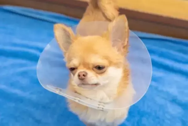 犬が『不機嫌』なときにみせるサイン4つ　ふてくされた態度をみせる理由や飼い主がすべき対応まで