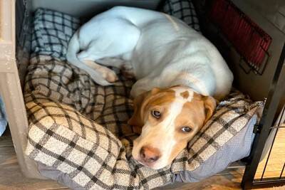 犬が『不機嫌』なときにみせるサイン4つ　ふてくされた態度をみせる理由や飼い主がすべき対応まで