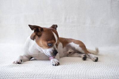 犬からの見逃してはいけない『SOSのサイン』8選　早めに気づいてあげるにはどうしたらいいの？