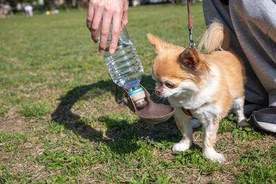 犬が死ぬかもしれない『散歩の仕方』5選　飼い主が勘違いしがちな危険行為とは？