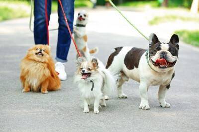 犬が死ぬかもしれない『散歩の仕方』5選　飼い主が勘違いしがちな危険行為とは？