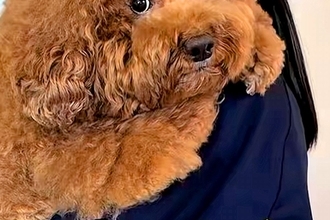 『本当にトイプー？』お姉ちゃんに抱っこされる11キロの小型犬→規格外の『サイズ感』が48万再生「人が入ってるｗ」「ずっしり感すごい」
