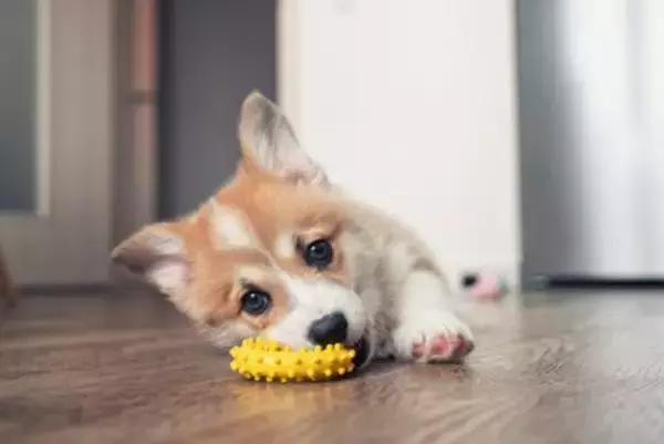 犬の『性格』はいつ決まるの？性質を左右する3つの要因やお世話の注意点まで解説