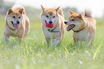 犬の『性格』はいつ決まるの？性質を左右する3つの要因やお世話の注意点まで解説