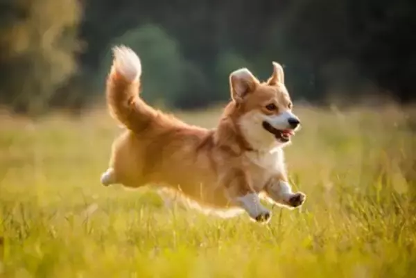 犬の『人間よりも優れた能力』5選　愛犬が持つ驚くべきスキルや注意すべきポイントまで