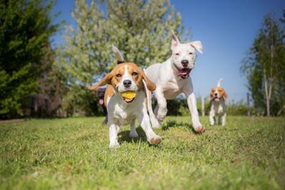 犬の『人間よりも優れた能力』5選　愛犬が持つ驚くべきスキルや注意すべきポイントまで