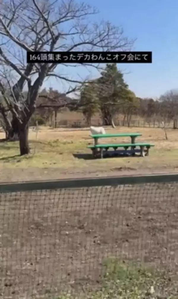 164頭の大型犬が集まる『デカわんこオフ会』に参加→愛犬が楽しんでくれると思ったら…予想外すぎる『まさかの行動』に「個性的で可愛い」の声