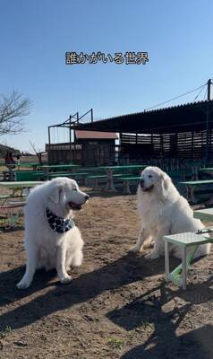 164頭の大型犬が集まる『デカわんこオフ会』に参加→愛犬が楽しんでくれると思ったら…予想外すぎる『まさかの行動』に「個性的で可愛い」の声