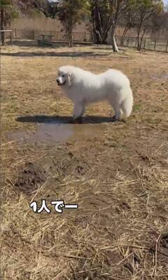 164頭の大型犬が集まる『デカわんこオフ会』に参加→愛犬が楽しんでくれると思ったら…予想外すぎる『まさかの行動』に「個性的で可愛い」の声