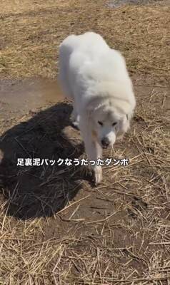 164頭の大型犬が集まる『デカわんこオフ会』に参加→愛犬が楽しんでくれると思ったら…予想外すぎる『まさかの行動』に「個性的で可愛い」の声