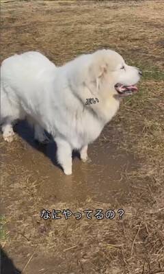 164頭の大型犬が集まる『デカわんこオフ会』に参加→愛犬が楽しんでくれると思ったら…予想外すぎる『まさかの行動』に「個性的で可愛い」の声