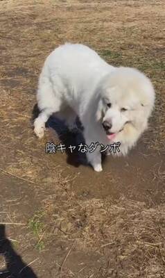 164頭の大型犬が集まる『デカわんこオフ会』に参加→愛犬が楽しんでくれると思ったら…予想外すぎる『まさかの行動』に「個性的で可愛い」の声