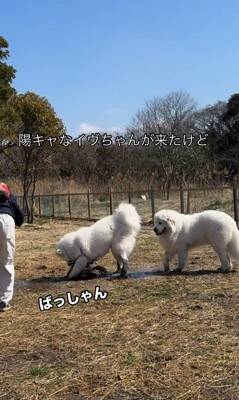 164頭の大型犬が集まる『デカわんこオフ会』に参加→愛犬が楽しんでくれると思ったら…予想外すぎる『まさかの行動』に「個性的で可愛い」の声