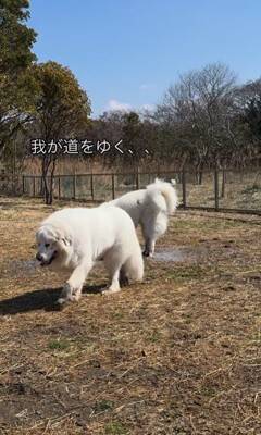 164頭の大型犬が集まる『デカわんこオフ会』に参加→愛犬が楽しんでくれると思ったら…予想外すぎる『まさかの行動』に「個性的で可愛い」の声
