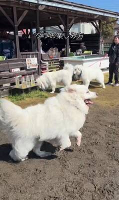 164頭の大型犬が集まる『デカわんこオフ会』に参加→愛犬が楽しんでくれると思ったら…予想外すぎる『まさかの行動』に「個性的で可愛い」の声