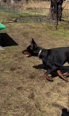 164頭の大型犬が集まる『デカわんこオフ会』に参加→愛犬が楽しんでくれると思ったら…予想外すぎる『まさかの行動』に「個性的で可愛い」の声