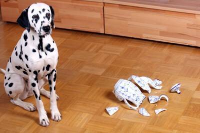 犬を『入れてはいけない場所』の特徴8つ　愛犬にとって危険な部屋の状況や起こり得るトラブルまで