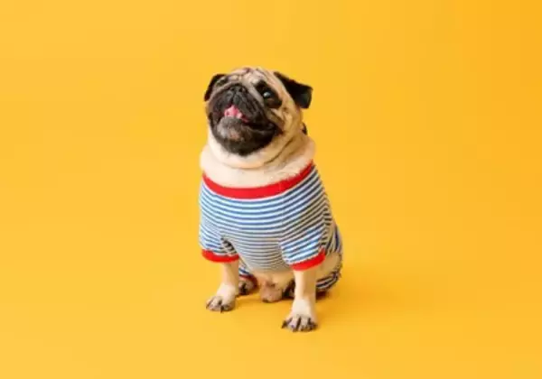 『服を嫌がる犬』がみせる行動４選　服を着てくれない理由や不快にさせないための対処法まで