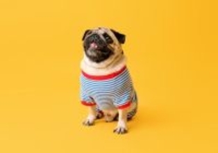 『服を嫌がる犬』がみせる行動４選　服を着てくれない理由や不快にさせないための対処法まで