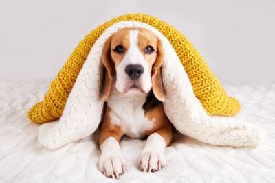 『服を嫌がる犬』がみせる行動４選　服を着てくれない理由や不快にさせないための対処法まで