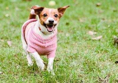 『服を嫌がる犬』がみせる行動４選　服を着てくれない理由や不快にさせないための対処法まで
