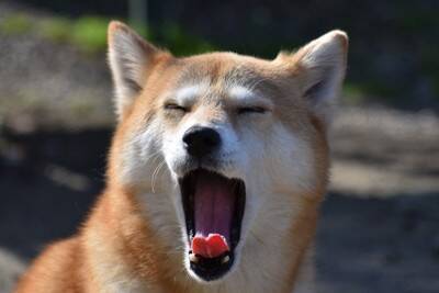 犬の飼い主がしがちな『勘違い』5つ　知っておきたい愛犬の本音や正しい対処法まで