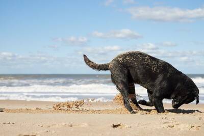 犬の飼い主がしがちな『勘違い』5つ　知っておきたい愛犬の本音や正しい対処法まで