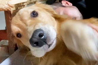 ママに撫でられて嬉しそうな大型犬→隣で寝ているパパを撫でてみた結果…わかりやす過ぎる『態度』が38万再生「期待以上の反応ｗ」「可愛すぎ」