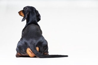 犬が飼い主を『無視する』心理５選　わざとやってる？呼んでも来てくれない理由まで解説