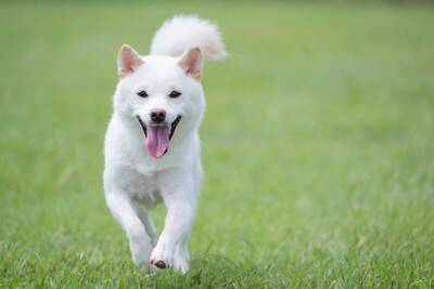 犬が飼い主を『無視する』心理５選　わざとやってる？呼んでも来てくれない理由まで解説
