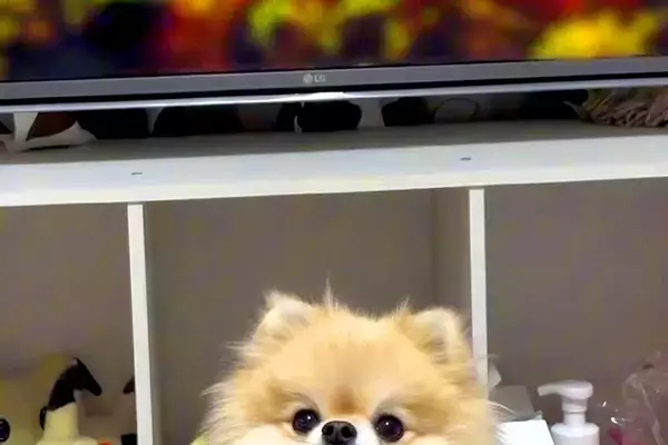 アニメの重要なシーンを見ていたら、大事なところで『犬』が…完全に笑わせにきている光景に爆笑「ピロピロｗｗ」「ポメ界のイジリー岡田で草」