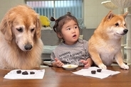 2歳の女の子と犬たちに『おやつは食べないでね』と伝えて席を離れた結果…可愛らしい光景と『戻ってきた時の反応』が30万再生「知能犯で草」