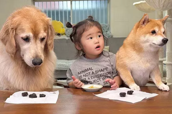 2歳の女の子と犬たちに『おやつは食べないでね』と伝えて席を離れた結果…可愛らしい光景と『戻ってきた時の反応』が30万再生「知能犯で草」