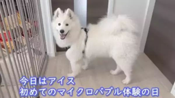 『着ぐるみかな…？』大型犬が寝ているところを撮影した結果→まるで人間のような寝相が8万再生「顔もヤバいｗ」「素敵な家族」と絶賛