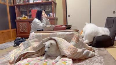 『着ぐるみかな…？』大型犬が寝ているところを撮影した結果→まるで人間のような寝相が8万再生「顔もヤバいｗ」「素敵な家族」と絶賛