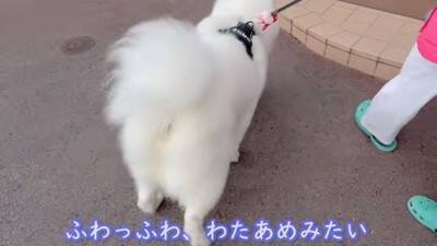 『着ぐるみかな…？』大型犬が寝ているところを撮影した結果→まるで人間のような寝相が8万再生「顔もヤバいｗ」「素敵な家族」と絶賛