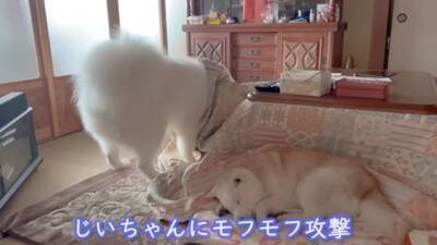 『着ぐるみかな…？』大型犬が寝ているところを撮影した結果→まるで人間のような寝相が8万再生「顔もヤバいｗ」「素敵な家族」と絶賛