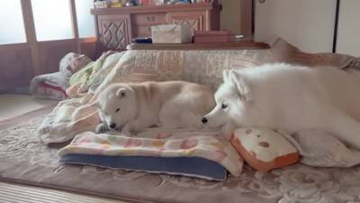 『着ぐるみかな…？』大型犬が寝ているところを撮影した結果→まるで人間のような寝相が8万再生「顔もヤバいｗ」「素敵な家族」と絶賛