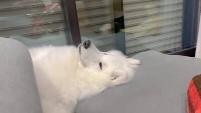 『着ぐるみかな…？』大型犬が寝ているところを撮影した結果→まるで人間のような寝相が8万再生「顔もヤバいｗ」「素敵な家族」と絶賛