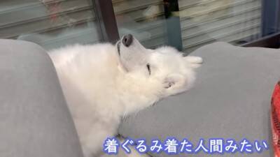 『着ぐるみかな…？』大型犬が寝ているところを撮影した結果→まるで人間のような寝相が8万再生「顔もヤバいｗ」「素敵な家族」と絶賛