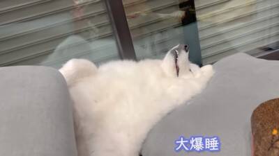 『着ぐるみかな…？』大型犬が寝ているところを撮影した結果→まるで人間のような寝相が8万再生「顔もヤバいｗ」「素敵な家族」と絶賛