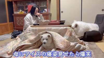 『着ぐるみかな…？』大型犬が寝ているところを撮影した結果→まるで人間のような寝相が8万再生「顔もヤバいｗ」「素敵な家族」と絶賛