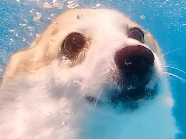 泳ぐのが大好きな犬を『水中で撮影してみた』結果…まさかの『別の動物になってしまった光景』に4万いいね集まる「コギザラシ」「さすが海の犬」