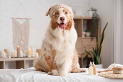 気が付けば犬一色の生活に？『愛犬家あるある』8選　ついやりがちな行動から気をつけたいことまで