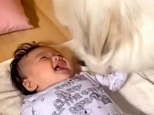 超大型犬が『初めて赤ちゃんに笑いかけてもらった』結果…『大好き』が溢れている行動が409万再生「母性愛」「相思相愛だね」現在の様子も