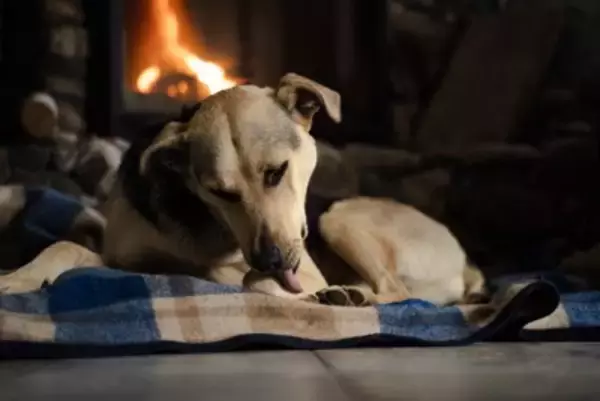 犬が『自分の体を舐める』理由5つ　執拗にペロペロしてしまう原因や対処法まで