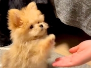 あまりしっぽを振らない子犬→『感情が分かりづらい』と思いきや…とんでもなく可愛い『喜びの表現方法』が22万再生「うさぎ？ｗ」「キュン」