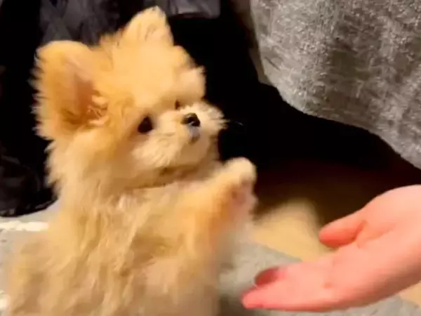 あまりしっぽを振らない子犬→『感情が分かりづらい』と思いきや…とんでもなく可愛い『喜びの表現方法』が22万再生「うさぎ？ｗ」「キュン」